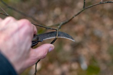 85/5000pruning dalları genç ağaçlar bir bıçakla. Bahar çalışma