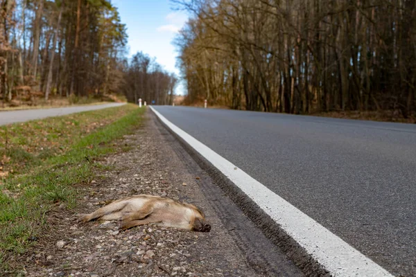 작은 멧돼지 바쁜도 사망. 자동차에 치여 숲 동물. — 스톡 사진