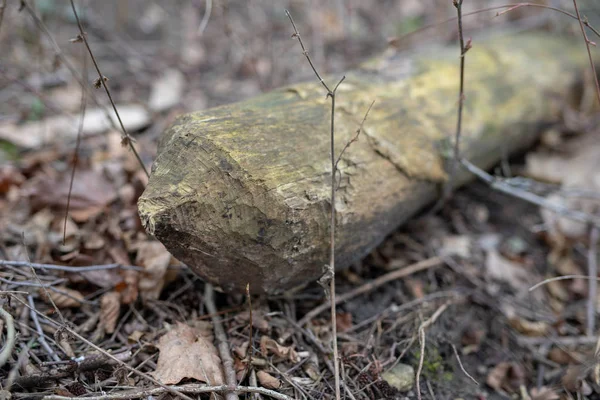 Een oude stam en een boomstam gesneden door een bever. Bomen en vegetat — Stockfoto