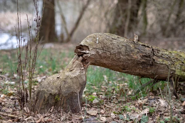 Een oude stam en een boomstam gesneden door een bever. Bomen en vegetat — Stockfoto