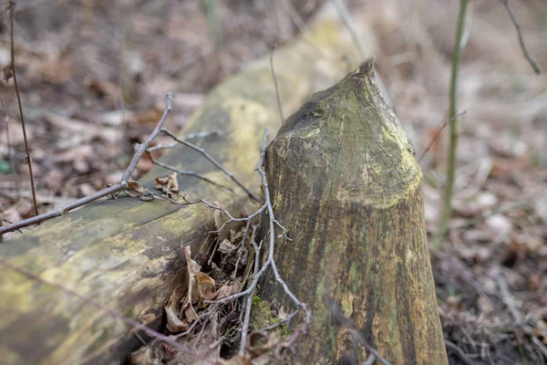 Een oude stam en een boomstam gesneden door een bever. Bomen en vegetat — Stockfoto