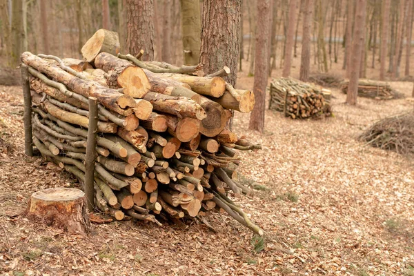 Uma pilha de madeira na floresta. Madeira preparada para exportação . — Fotografia de Stock