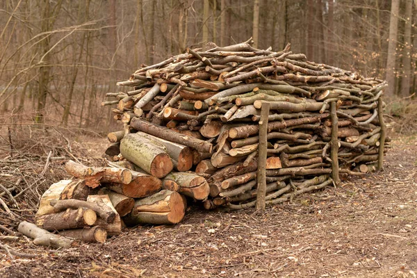 Hromada dříví v lese. Dřevo připravené pro export. — Stock fotografie