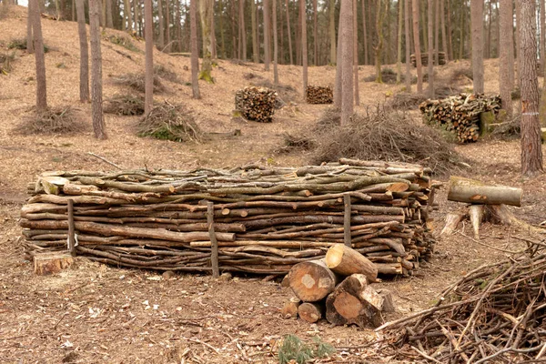 Uma pilha de madeira na floresta. Madeira preparada para exportação . — Fotografia de Stock