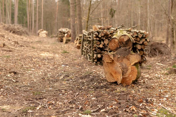En hög med ved i skogen. Trä som är förberedda för export. — Stockfoto