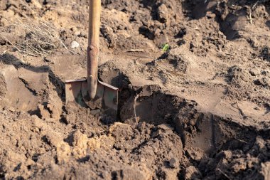 Maça bir ev Bahçesi toprağa sıkışmış. Temizlik çalışmaları Bahçe