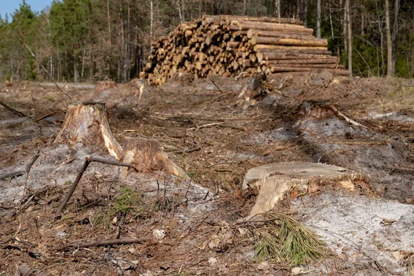 Superficie di foresta di conifere sgomberata. Trunks di alberi abbattuti e un — Foto Stock