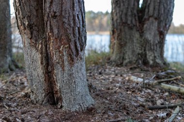 Kunduzlu ağaçlar. Çam Beavers tarafından kabuğu çıkardı. 
