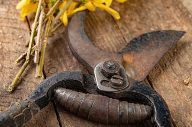 Ahşap bir sekme üzerinde çalılar ve forsythia dalları kesmek için Pruner