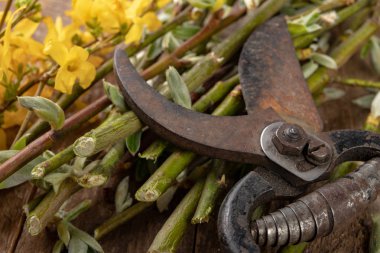 Ahşap bir üzerinde çalılar ve ağaç dalları kesmek için budama makası