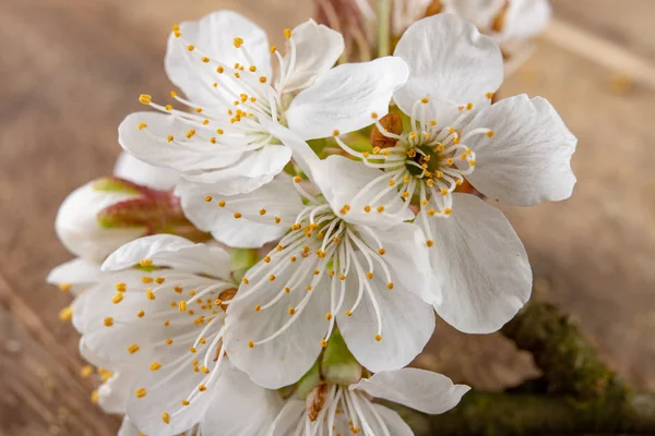 White cherry tree flowers. Twig and flowers of the fruit tree. — Stock Photo, Image