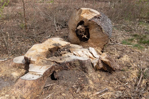 苔丝树干。落叶树的过度生长树干. — 图库照片