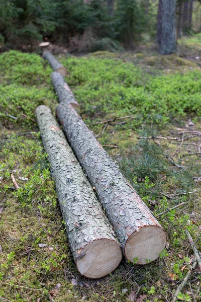 A pile of wood arranged along a forest road. Wood prepared for e — Stock Photo, Image