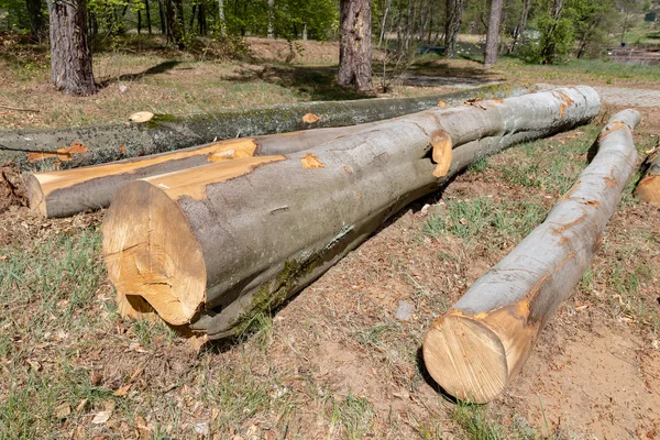 林道沿いに並んだ木の山。eのために準備された木材 — ストック写真