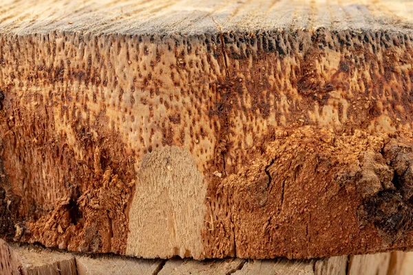 La textura de la madera dura. Corte transversal de un tronco de haya . — Foto de Stock