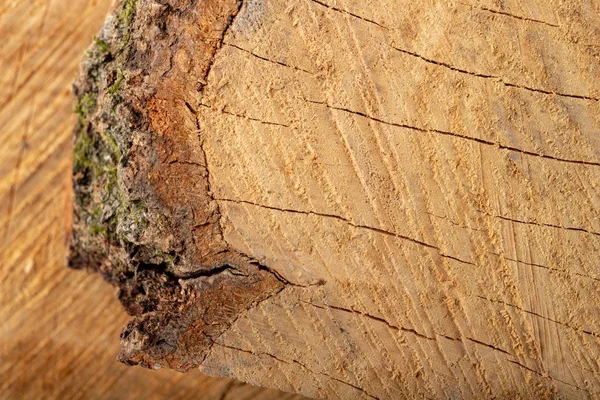 The texture of hardwood. Cross-section of a beech tree trunk. — Stock Photo, Image
