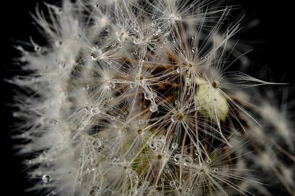 Semena dandeonu na tmavém stole. Dandelion s kapkami WA — Stock fotografie