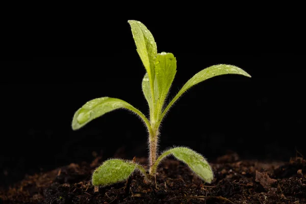 Een kleine groene plant op de zwarte bodem. Groene bladeren van een jonge c — Stockfoto