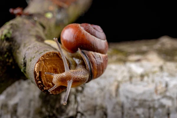 A small snail snail on a piece of wood. Slowly crawling snail wi — Stock Photo, Image