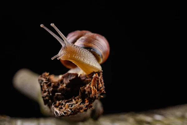 A small snail snail on a piece of wood. Slowly crawling snail wi — Stock Photo, Image