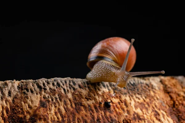 A small snail snail on a piece of wood. Slowly crawling snail wi — Stock Photo, Image