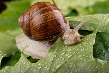 Islak akçaağaç yaprakları üzerinde helis pomatia. Bir orman yolunda salyangoz