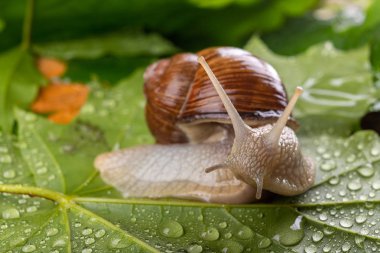 Islak akçaağaç yaprakları üzerinde helis pomatia. Bir orman yolunda salyangoz
