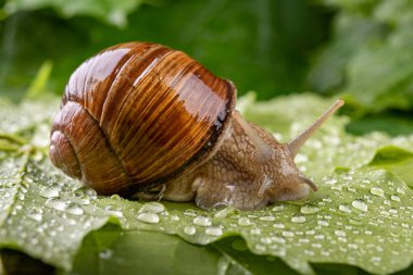 Islak akçaağaç yaprakları üzerinde helis pomatia. Bir orman yolunda salyangoz