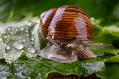 Islak akçaağaç yaprakları üzerinde helis pomatia. Bir orman yolunda salyangoz