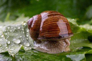 Islak akçaağaç yaprakları üzerinde helis pomatia. Bir orman yolunda salyangoz