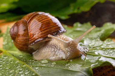Islak akçaağaç yaprakları üzerinde helis pomatia. Bir orman yolunda salyangoz