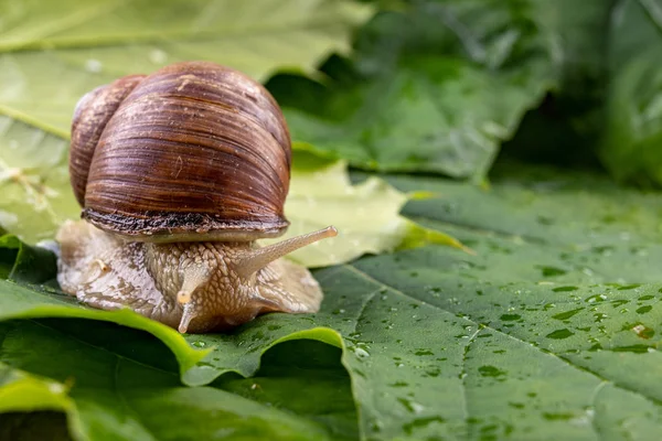 Snail of pomatia on maple leaves. Snail on a forest path in the — Stock Photo, Image