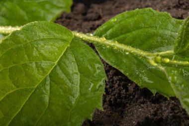 Taze olgun yaprakları siyah toprak üzerinde yağmur damlaları serpilir. Gr