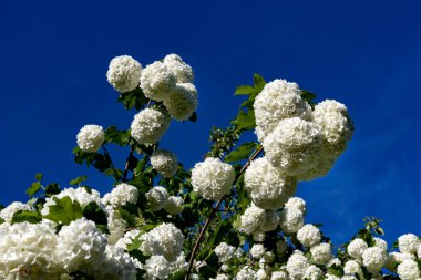 Asma üzerinde viburnum güzel çiçek. Beyaz çiçekli toplar 