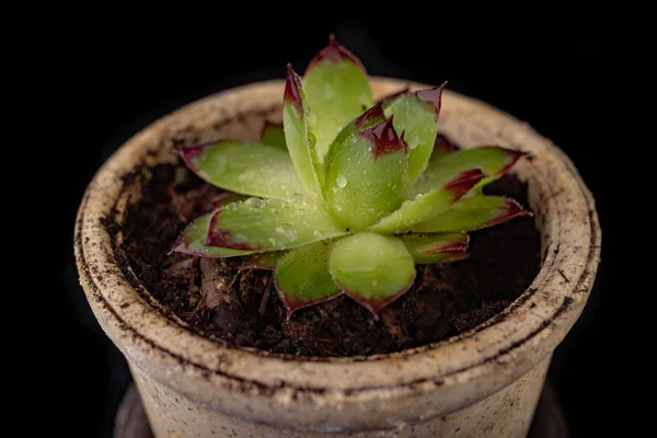 Sempervivum huis plant op zwarte bodem. Een plant die graag — Stockfoto