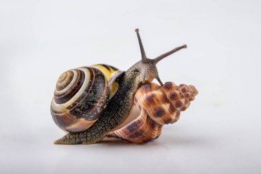 Canlı salyangoz ve boş mushes hafif bir masada bıraktı. Salyangoz içinde sear