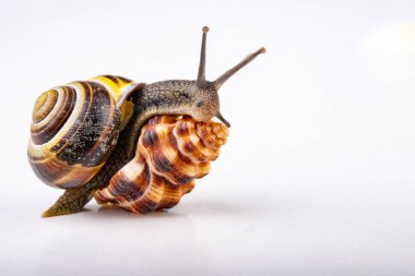 Canlı salyangoz ve boş mushes hafif bir masada bıraktı. Salyangoz içinde sear