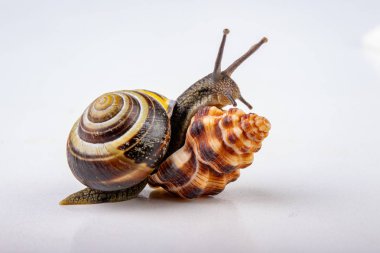 Canlı salyangoz ve boş mushes hafif bir masada bıraktı. Salyangoz içinde sear