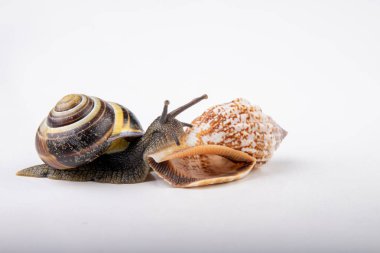 Canlı salyangoz ve boş mushes hafif bir masada bıraktı. Salyangoz içinde sear
