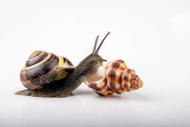 Canlı salyangoz ve boş mushes hafif bir masada bıraktı. Salyangoz içinde sear