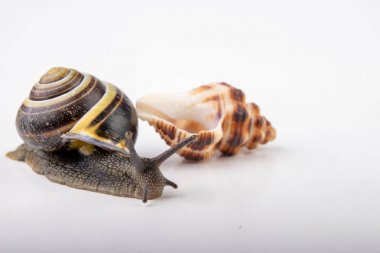 Canlı salyangoz ve boş mushes hafif bir masada bıraktı. Salyangoz içinde sear