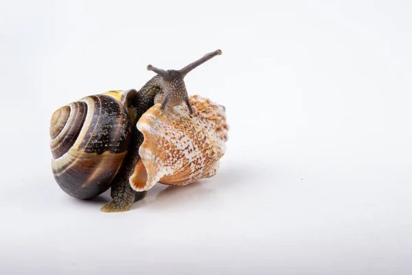 Live snail and empty mushes left on a light table. Snail in sear — Stock Photo, Image