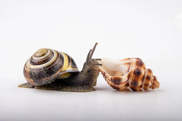 Živý hlemýždi a prázdné slimáky vlevo na lehčím stole. Hlemýždi v searu — Stock fotografie