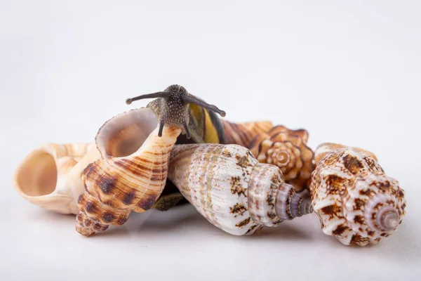 Live snail and empty mushes left on a light table. Snail in sear — Stock Photo, Image