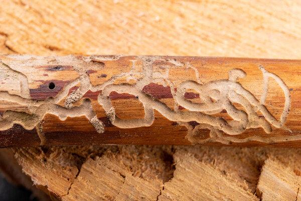 Traced bark beetles on coniferous tree branches. Places of livin