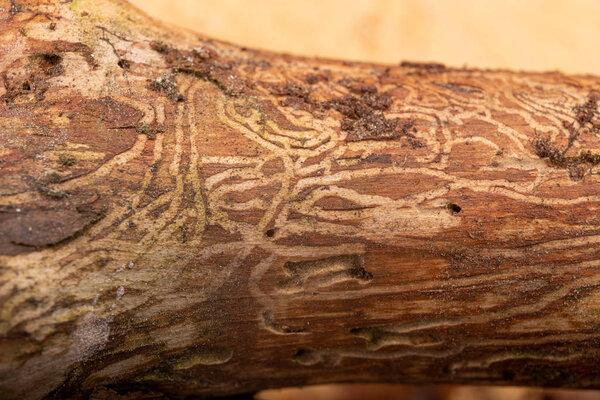 Traced bark beetles on coniferous tree branches. Places of livin