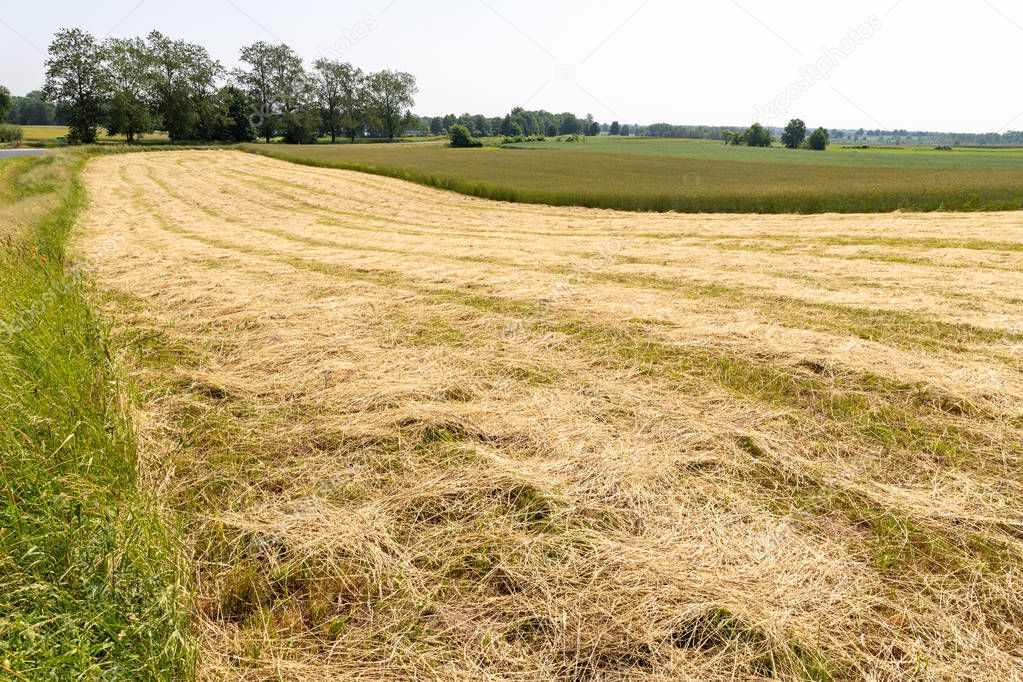 Mowed grass at the farmer's field. Haymaking on a small field in