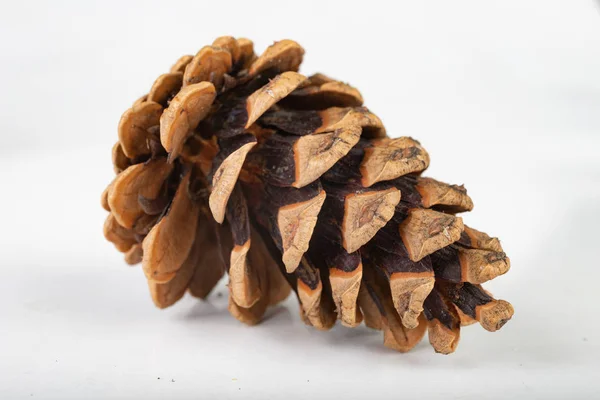 Fekete fenyő kúp-Pinus nigra ARN. Kúpok, hogy a földre esett — Stock Fotó