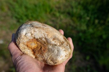 Avucunun içinde tutulan büyük bir çakmaktaşı. Bir taş olabilir