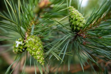 Büyük genç çam kozalağı. Orta Avrupa'da kozalaklı meyve.